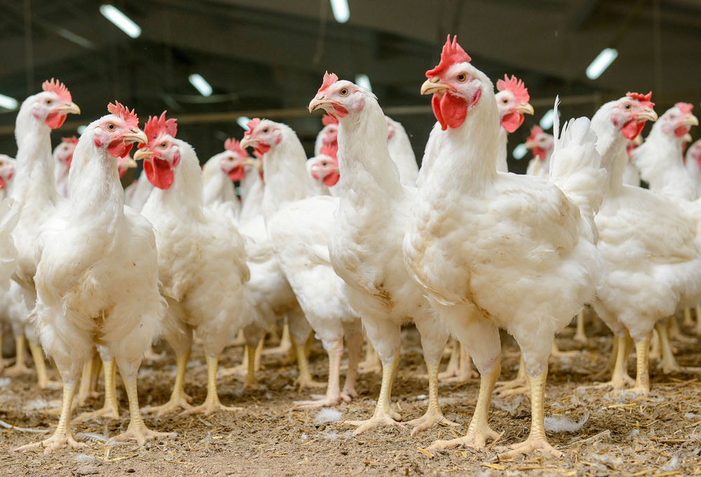 chicken_farm_CREDIT[Bukhanovskyy_Shutterstock]