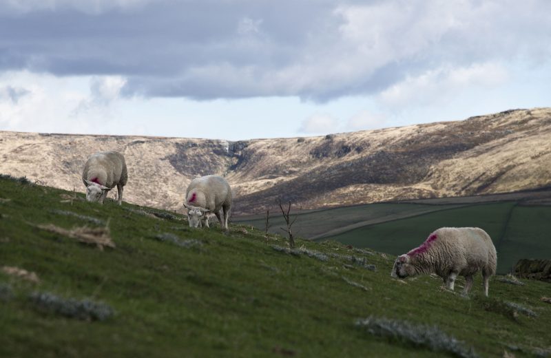 Drei Szenarien für die britische Landwirtschaft nach dem Brexit