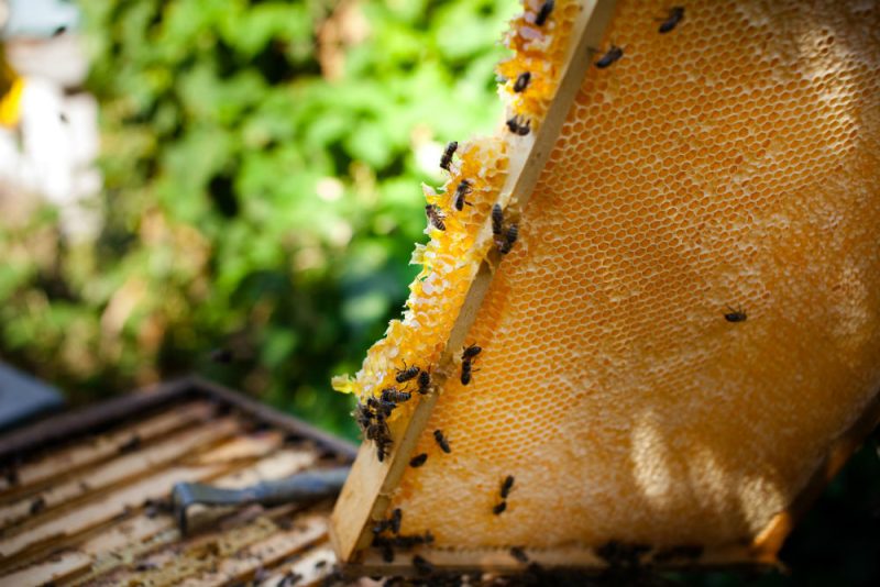 Spanisches Landwirtschaftsministerium warnt: Das Bienensterben geht weiter
