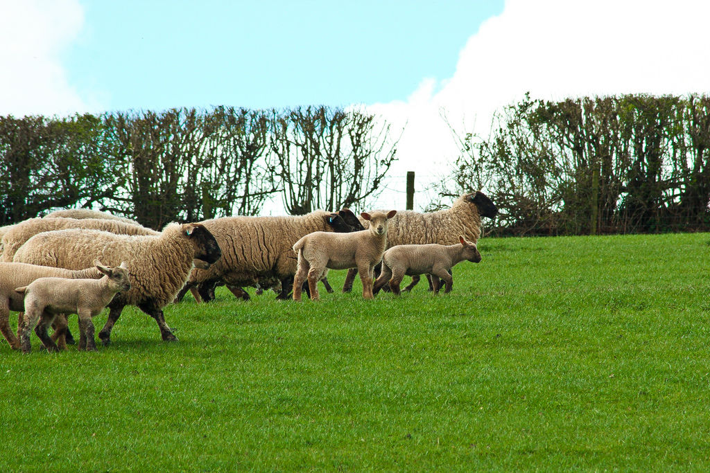 Farm_hedge_sheep_CREDIT[Cee Bee_Flickr]