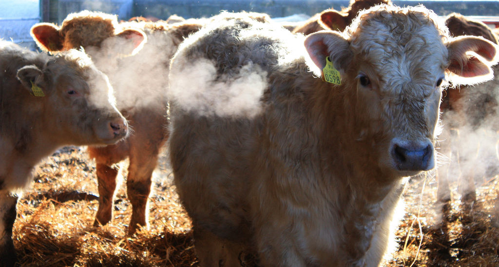beef_ireland_cattle_cows_CREDIT[Adrian Byrne_Flickr[