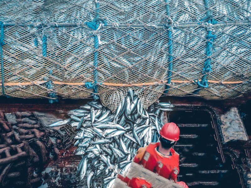 Nachhaltige EU-Fischerei könnte tausende Jobs und Milliarden-Erträge bringen
