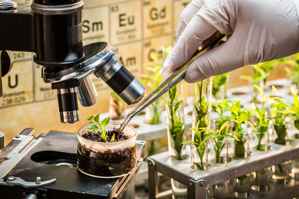plant_breeding_scientist_CREDIT[Shaiith_Shutterstock]