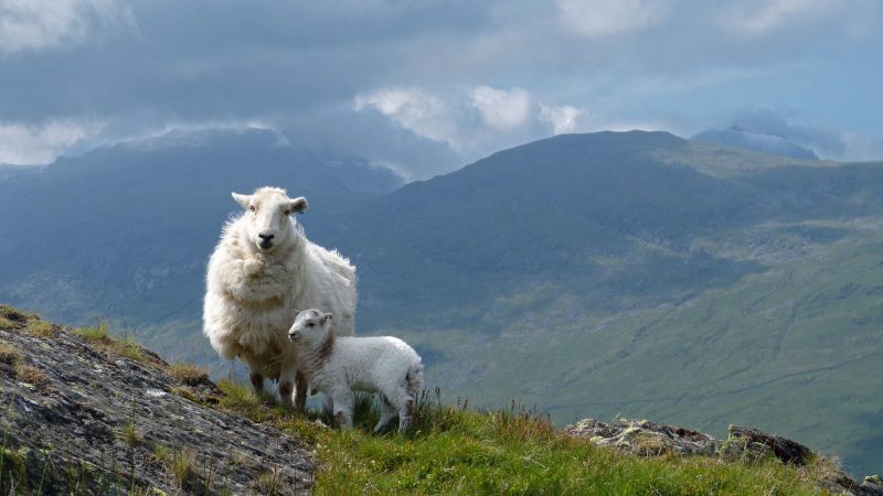 Studie: Britische Landwirtschaft könnte nach dem Brexit "global führend" sein