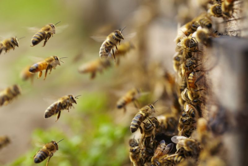 UN führt Weltbienentag ein