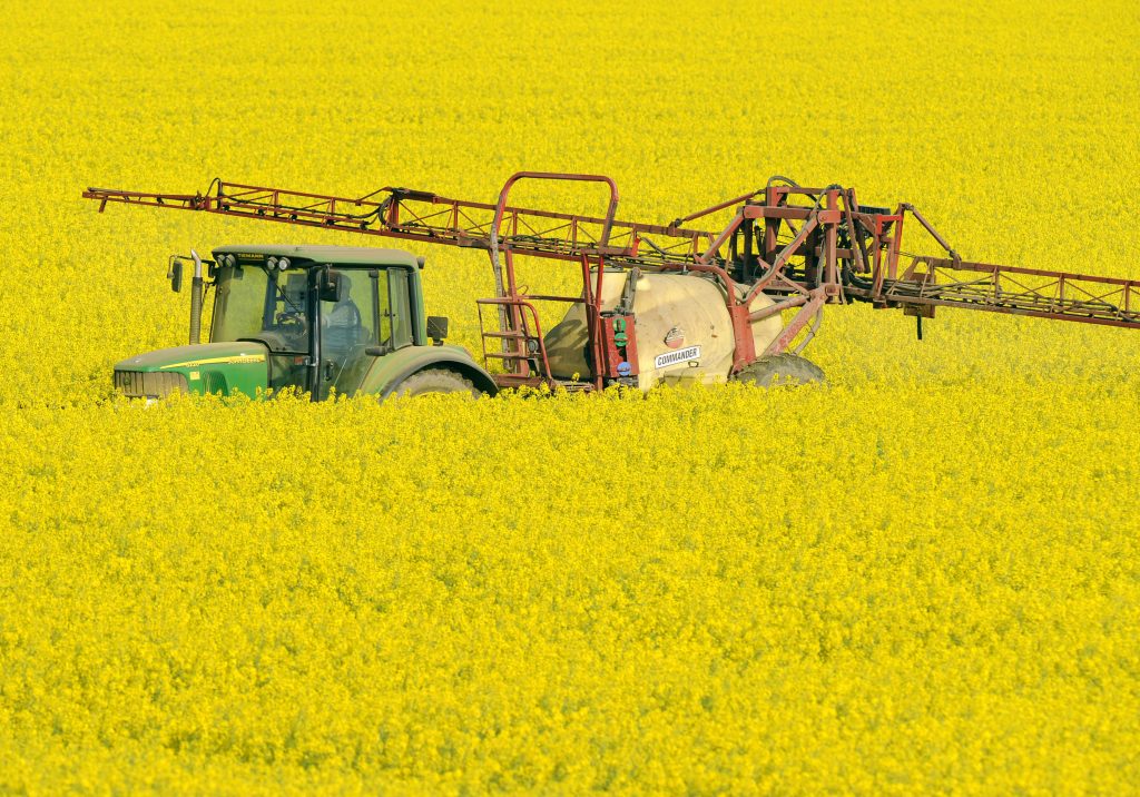 Tractor in field of rapeseed