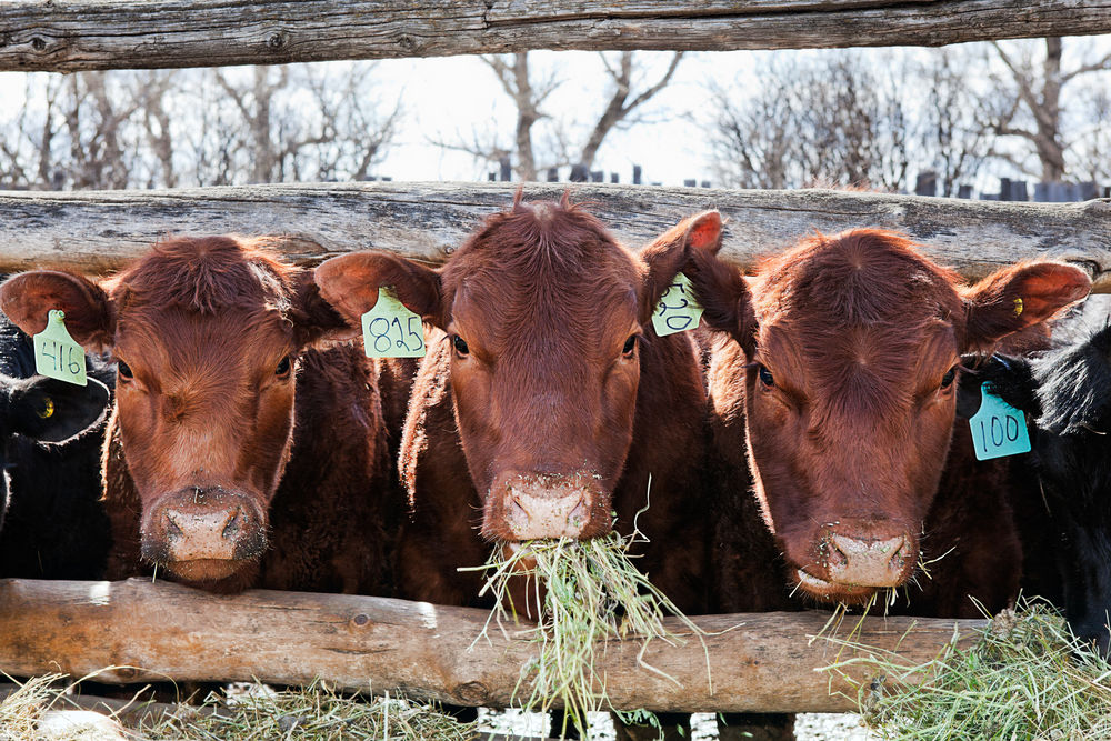 cows