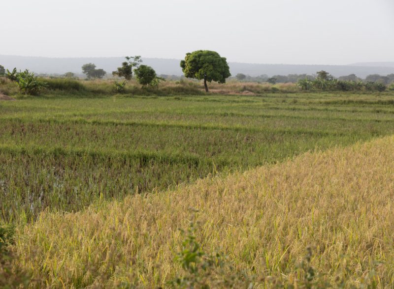 Subsahara-Afrika: Indexversicherungen gegen den Klimawandel