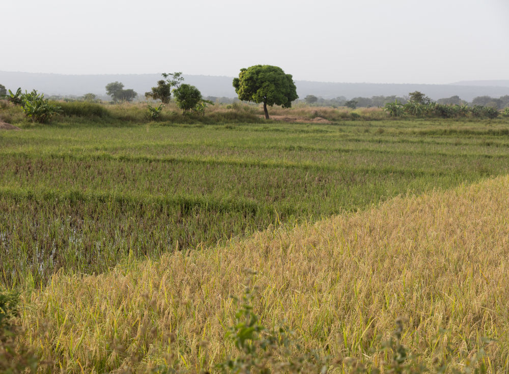 field_Burkina_Faso_CREDIT[Shutterstock]
