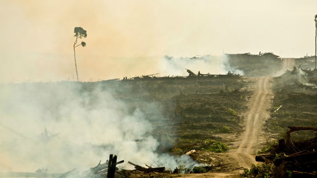 Deforestation