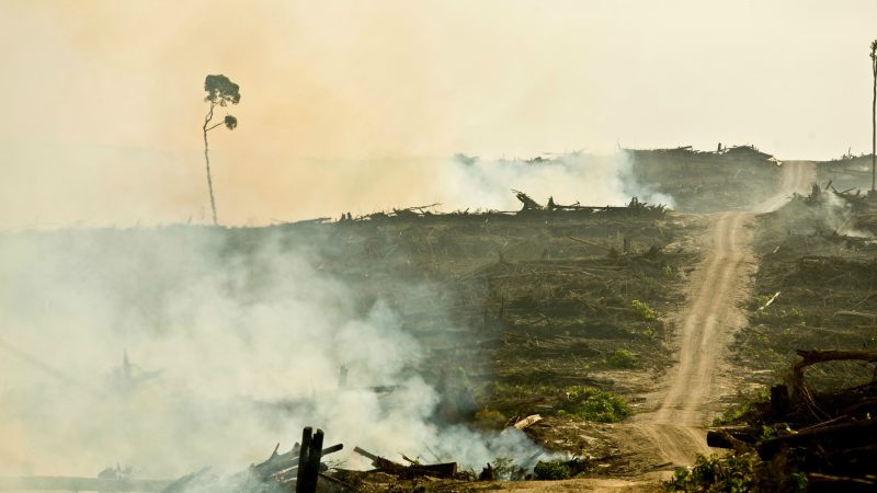 Gerd Müller: "Ich erwarte mehr Engagement im Amazonas"