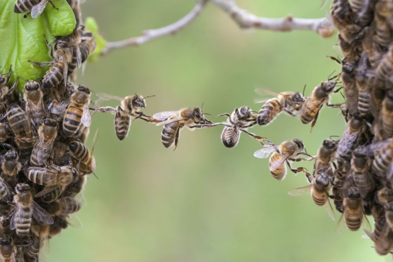 Bienensterben verunsichert Unternehmen