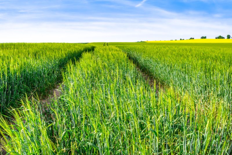 Frankreich stimmt gegen nationales Glyphosat-Verbot