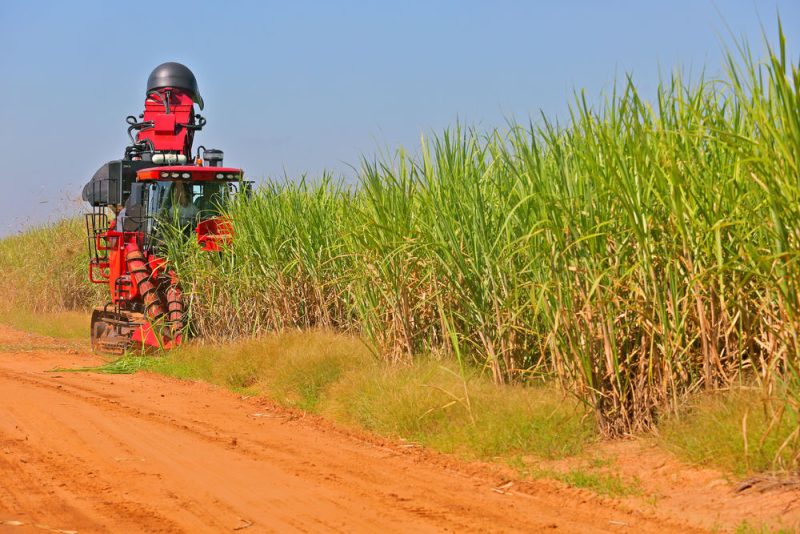 FAO-Vertreter: Kraftstoff aus Lebensmittelpflanzen ist nicht per se schlecht