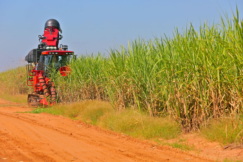 sugar_cane_plantation_biofuel_Brazil_CREDIT[celio messias silva_Shutteratock]