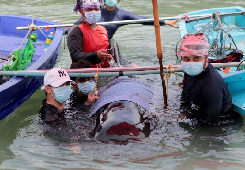 2050 gibt es mehr Plastik als Fisch im Meer