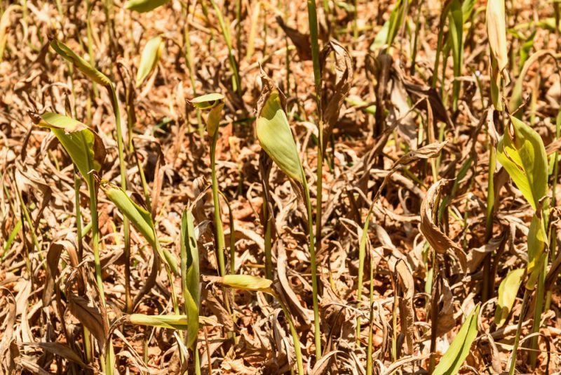 Bauern erhalten wegen Dürre 340 Millionen Hilfsgelder