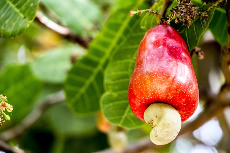 "Cashew bedeutet Zukunft"