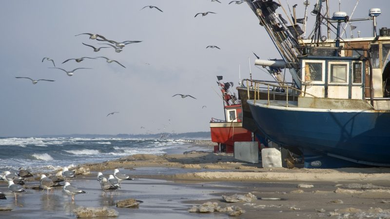 Deutlich weniger Dorsch und Hering - EU legt Fangquoten für Ostsee fest