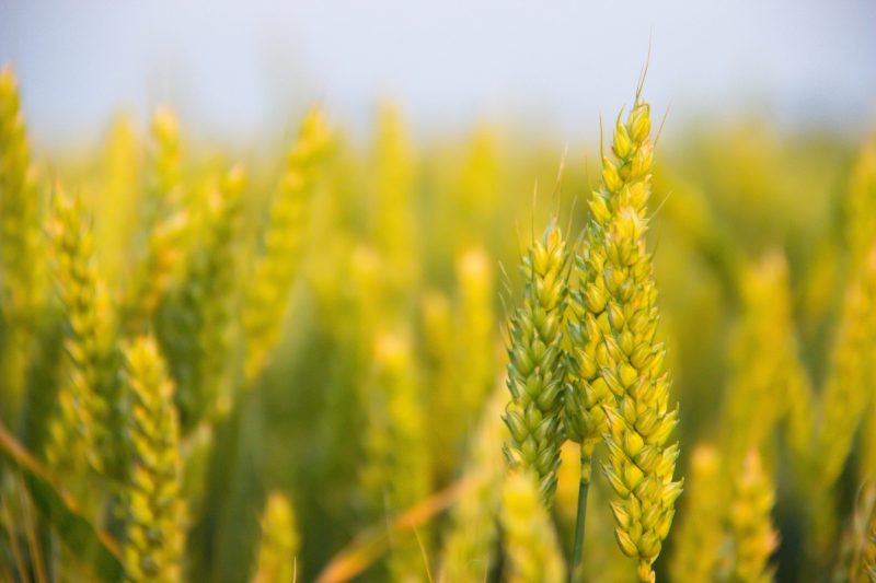 Konjunktur 2019: Deutsche Landwirte „verhalten optimistisch“