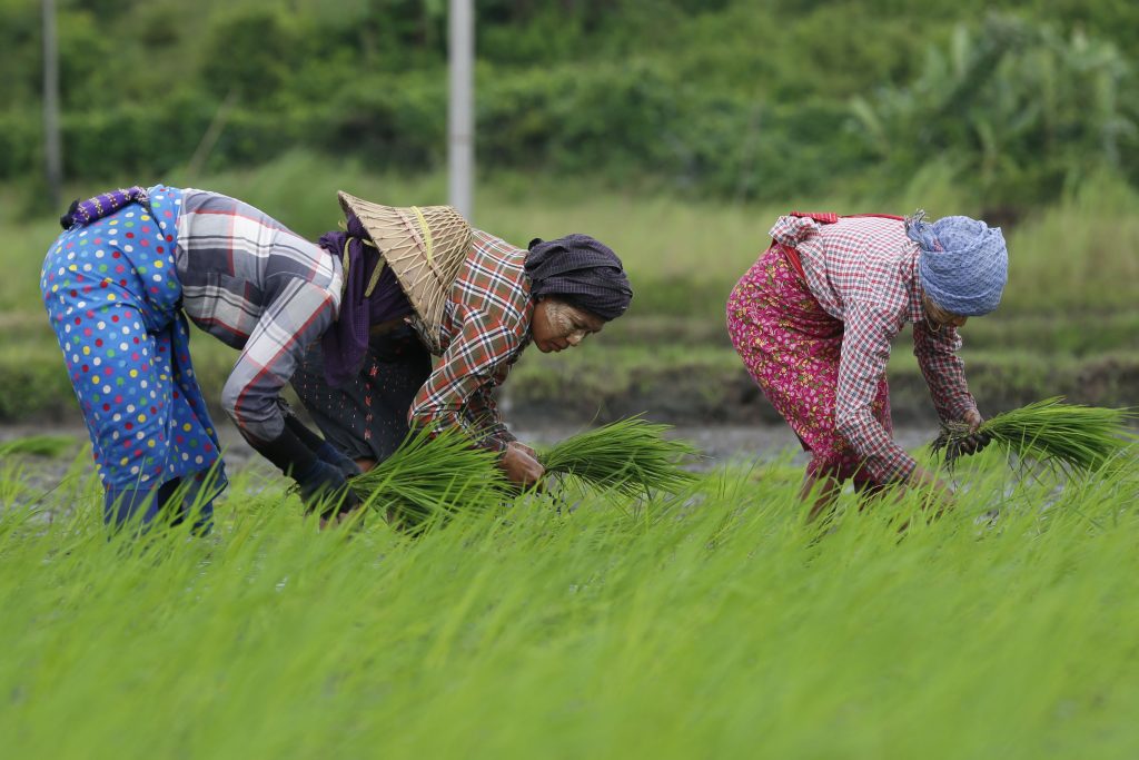 Rice cultivation in Naypyitaw, Myanmar