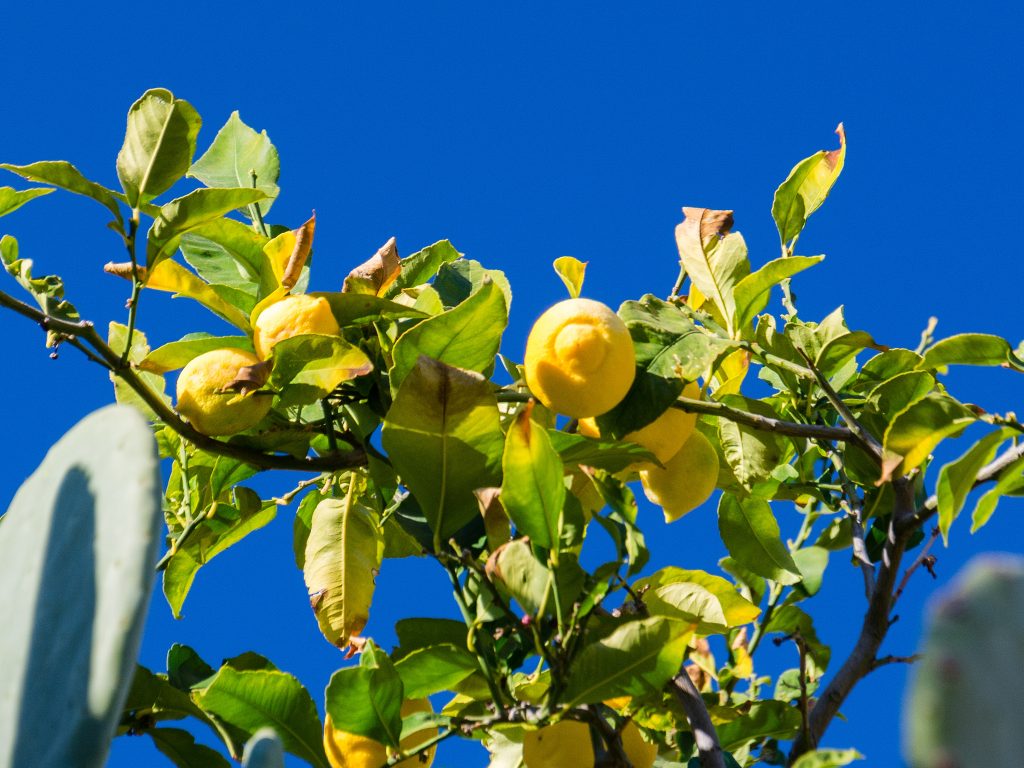 Lemon Spain agriculture