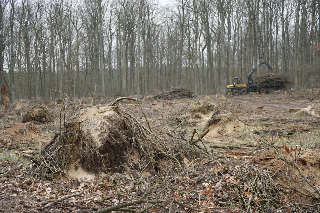 wald