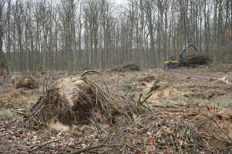 Umweltministerin Schulze fordert vor "Waldgipfel" Investitionen in Mischwälder