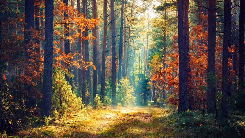 Der deutsche Wald schrumpft