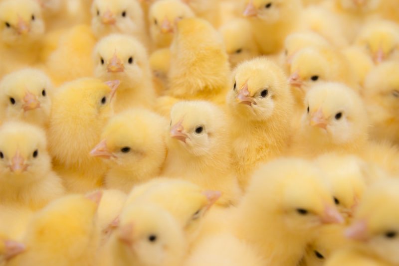 Wegweisendes Urteil über Kükentöten erwartet