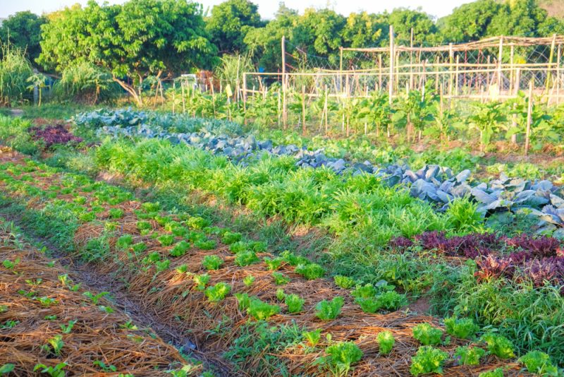 Bio boomt weiter, bleibt aber ein westliches Phänomen