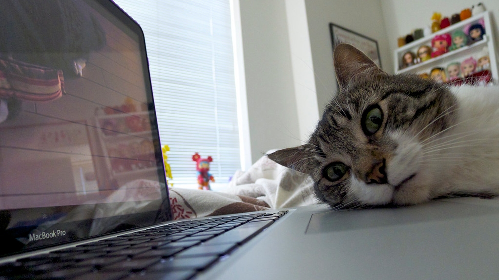 Cat_computer
