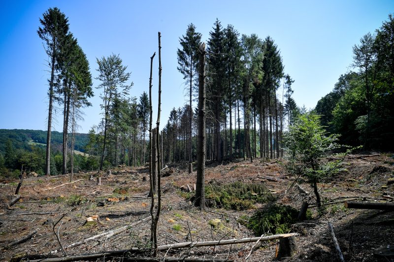 Deutscher Wald im Ausnahmezustand