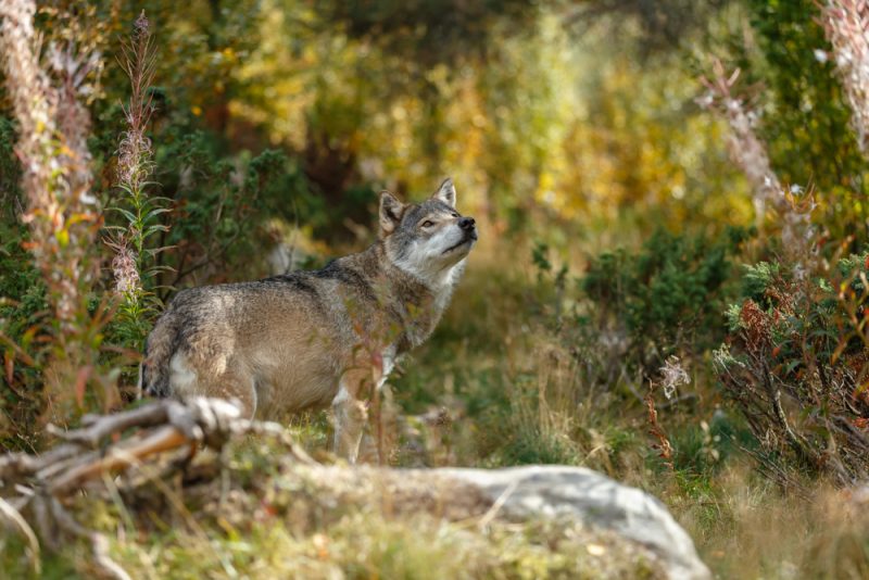 Umweltministerium fördert Wildnis in Deutschland