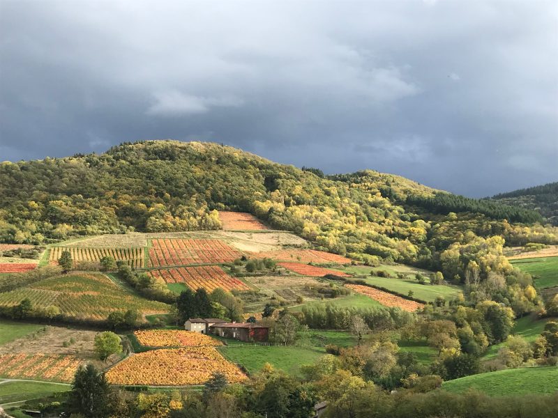 Europäischer Wein und die Umweltfrage