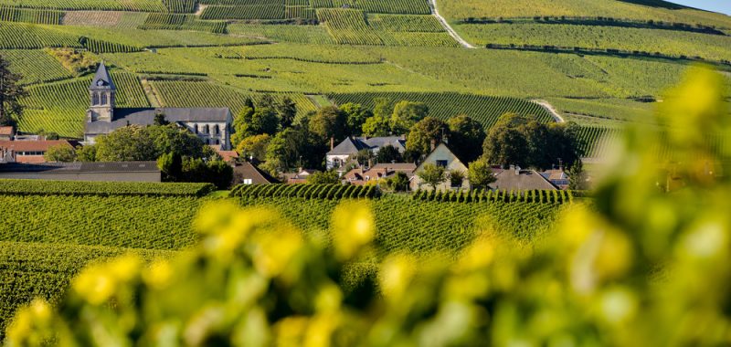 Pestizid-Herausforderung lässt französischem Weinbau kaum eine Wahl