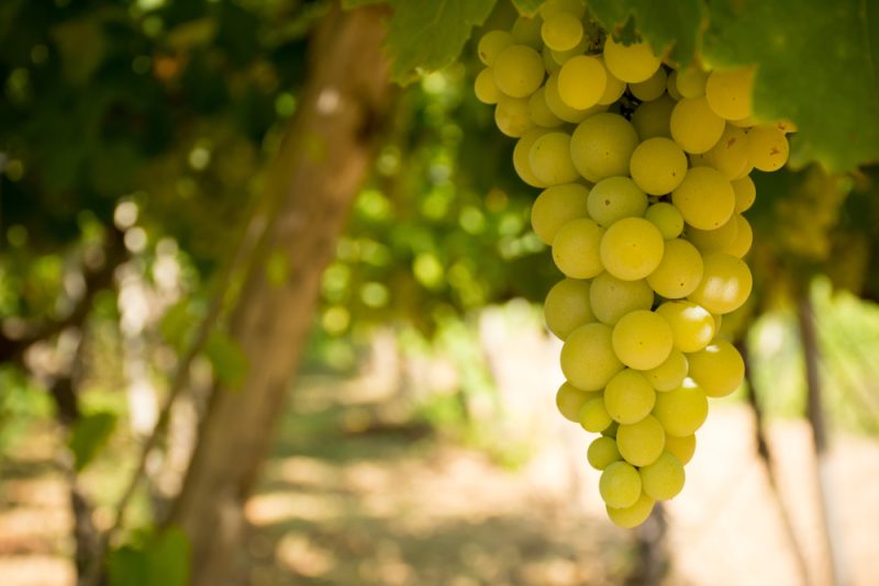 „In Zukunft wird der Riesling ganz anders schmecken“