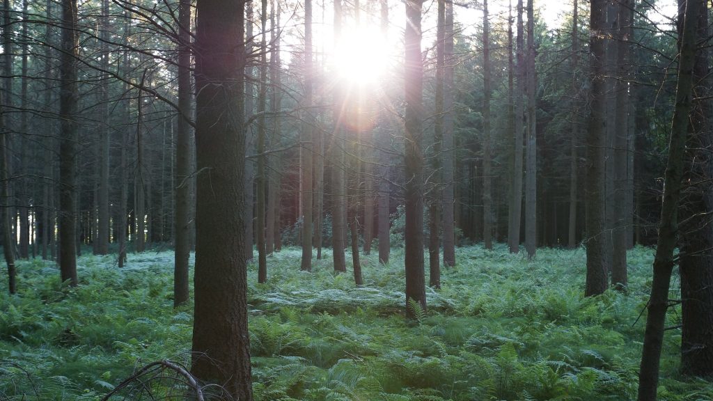 Forest