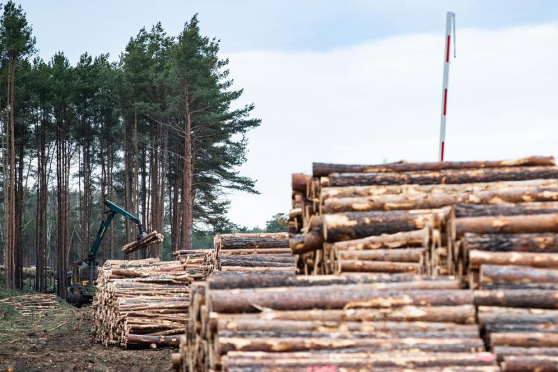 Rodungen für Tesla-Werk in Brandenburg dürfen fortgesetzt werden