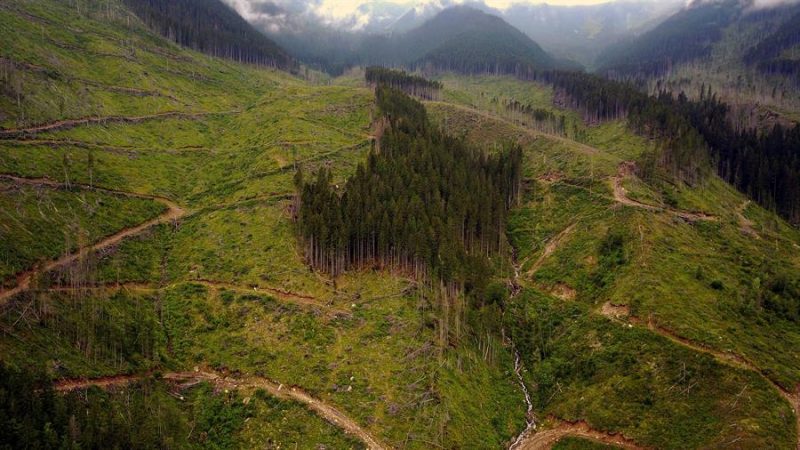 Don Quijote der rumänischen Wälder: Im Kampf gegen die Holzmafia