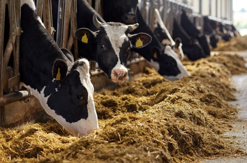 Fleischsektor: Anpassung an den Klimawandel oder Ruin