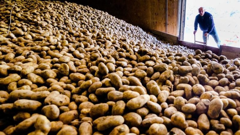 Brief an Kommission: MEPs bitten um Marktinterventionen für Landwirte