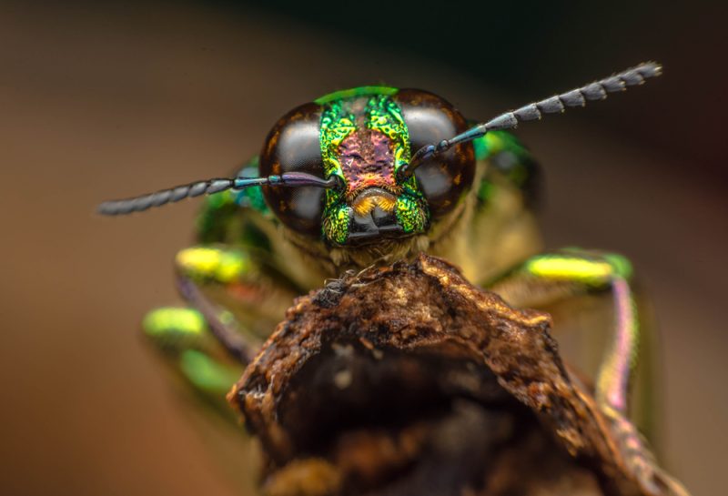 Bericht zur Lage der Natur: Einem Drittel der Tierarten in Deutschland geht es schlecht