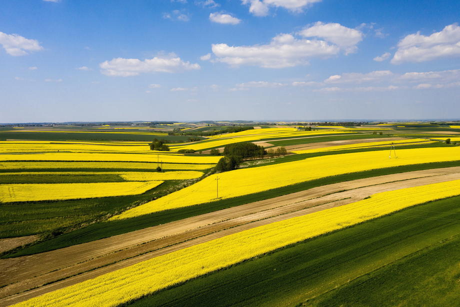 Rapeseed fields