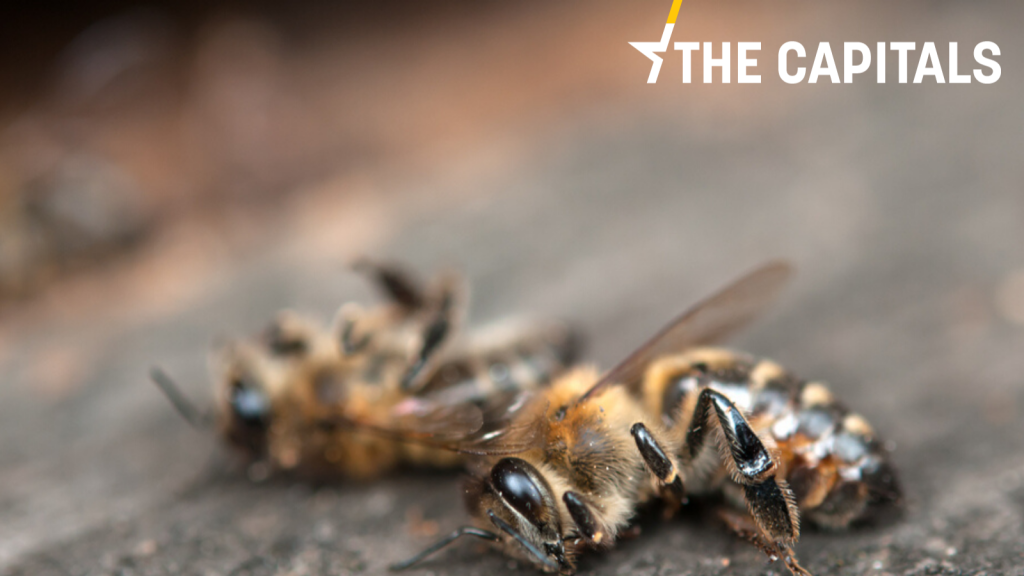 dead_bees