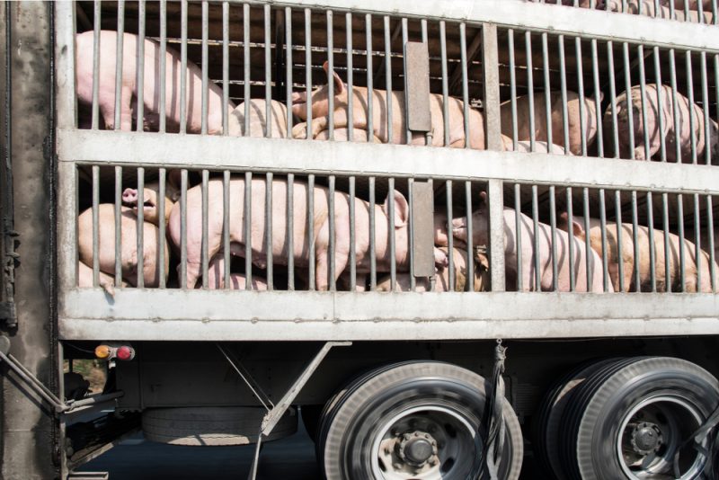 EU-Parlament für Untersuchungsausschuss zum Thema Tiertransporte