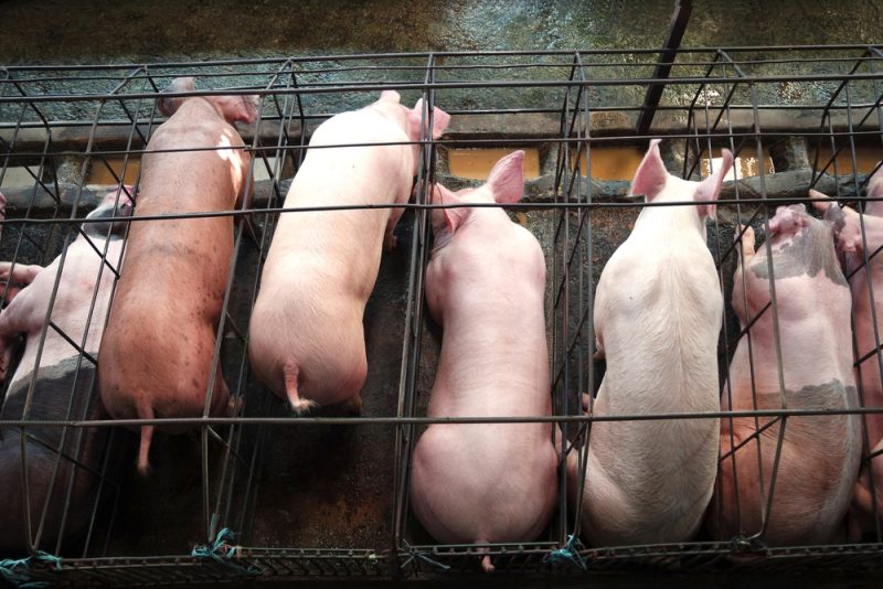 Bundesrat verschiebt umstrittene Abstimmung zur Schweinehaltung