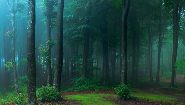 Strategien für den Wald