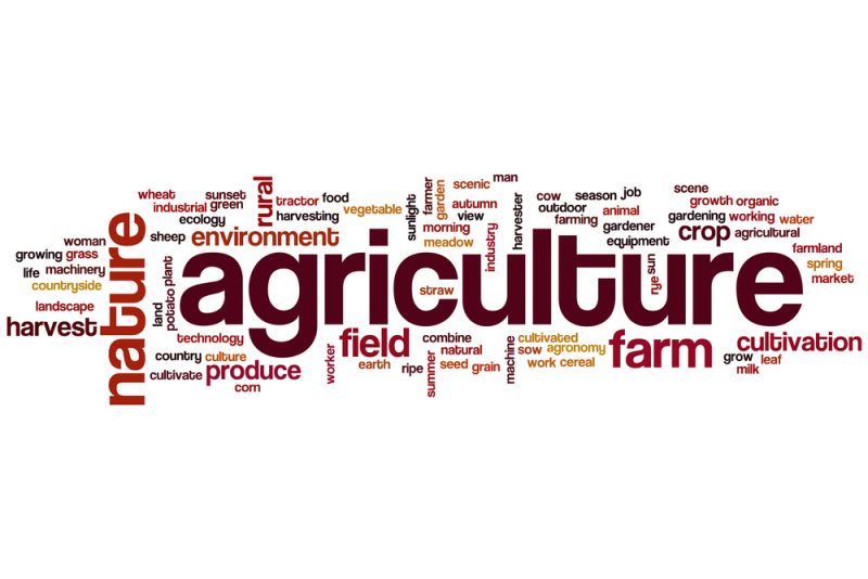 Von Agrarökologie und Agroforstwirtschaft: Neue Begrifflichkeiten im Nachhaltigskeitssektor