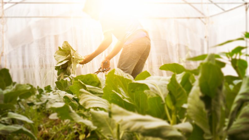Kommission startet Konsultation zum Bio-Landwirtschaft-Plan